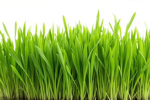Green grass isolated on transparent background png