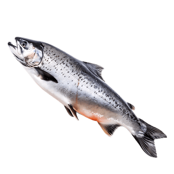 Salmon fish isolated over transparent background png