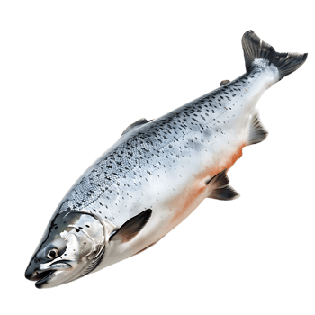Salmon fish isolated over transparent background png