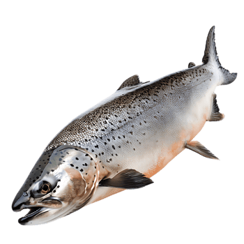 Salmon fish isolated over transparent background png