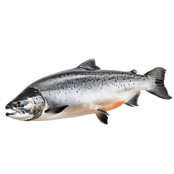 Salmon fish isolated over transparent background png