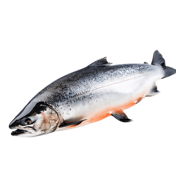Salmon fish isolated over transparent background png
