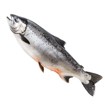 Salmon fish isolated over transparent background png