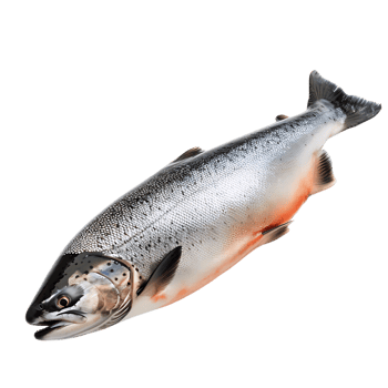 Salmon fish isolated over transparent background png