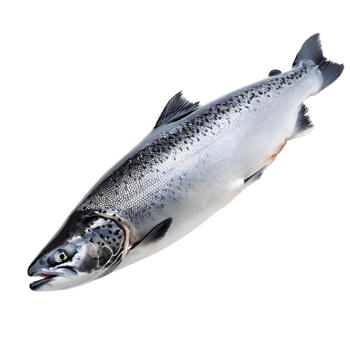 Salmon fish isolated over transparent background png