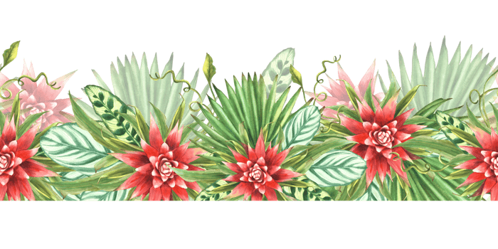Tropical leaves with red flowers, palm leaf, curly creeper, home plant greenery. Watercolor Seamless border, pattern. Exotic Hawaiian jungle floral clipart Painted illustration on isolated background png