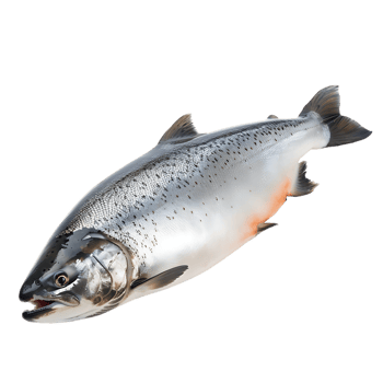 Salmon fish isolated over transparent background png