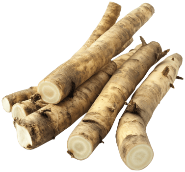 Burdock Root isolated, Arctium Clipart, Fresh Burdock roots illustration png