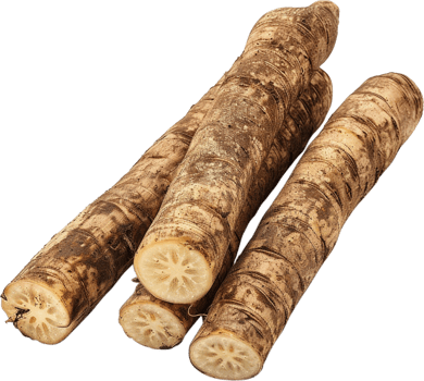 Burdock Root isolated, Arctium Clipart, Fresh Burdock roots illustration png