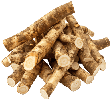 Burdock Root isolated, Arctium Clipart, Fresh Burdock roots illustration png
