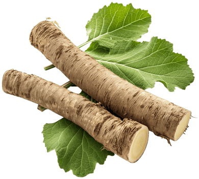 Burdock Root isolated, Arctium Clipart, Fresh Burdock root with a leaf illustration png
