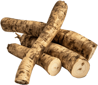 Burdock Root isolated, Arctium Clipart, Fresh Burdock roots illustration png
