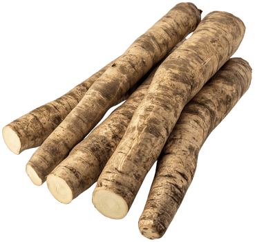 Burdock Root isolated, Arctium Clipart, Fresh Burdock roots illustration png