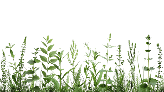 High-quality image of various green herbs and plants on a clean transparent background. Perfect for nature, botanical, or gardening themes. png