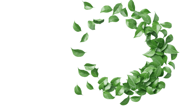 A circular arrangement of green leaves on a transparent background, perfect for eco-friendly and nature-themed designs and projects. png