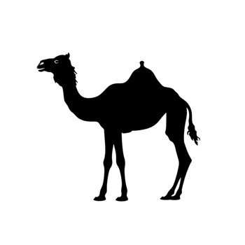 Camel silhouette Arabian pattern set against transparent background png
