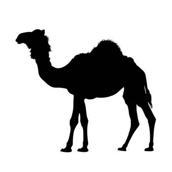Camel silhouette Arabian pattern set against transparent background png