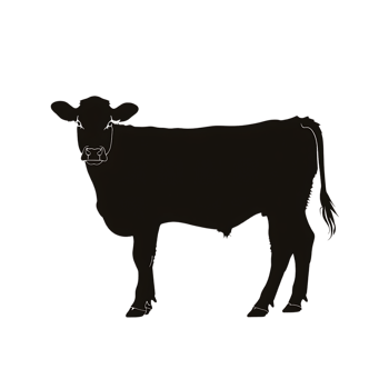 Cow silhouette Arabian pattern set against transparent background png