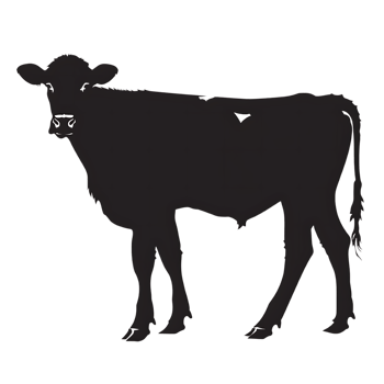 Cow silhouette Arabian pattern set against transparent background png