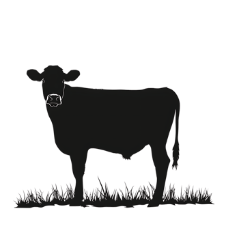Cow silhouette Arabian pattern set against transparent background png