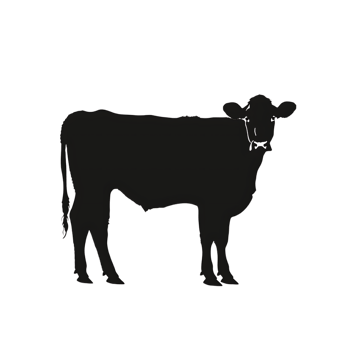 Cow silhouette Arabian pattern set against transparent background png