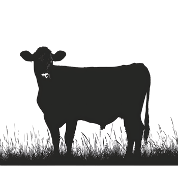 Cow silhouette Arabian pattern set against transparent background png