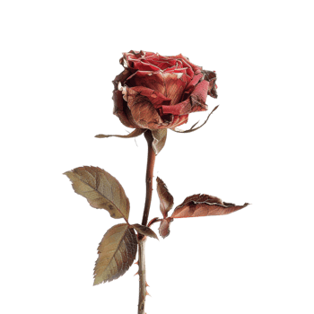 Garden rose Plant on Transparent Background png