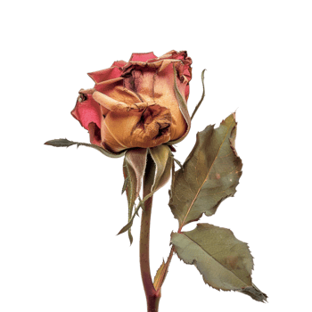 Garden rose Plant on Transparent Background png