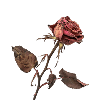 Garden rose Plant on Transparent Background png