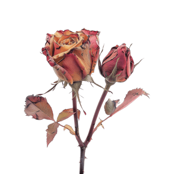 Garden rose Plant on Transparent Background png