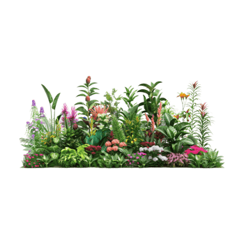Salvia Plant on Transparent Background png