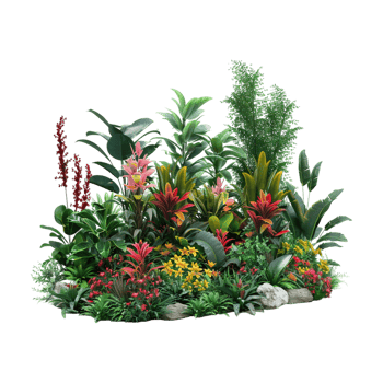 Salvia Plant on Transparent Background png