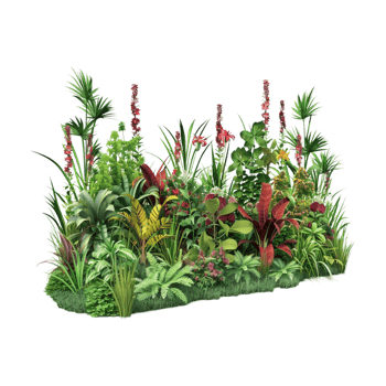 Salvia Plant on Transparent Background png