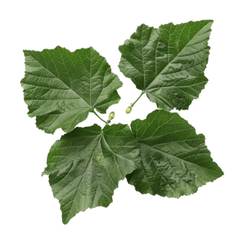 Birch Leaves on Transparent Background png