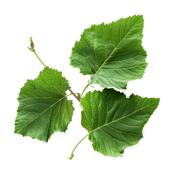 Birch Leaves on Transparent Background png