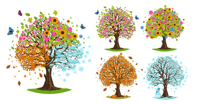 Season trees. Spring, summer, autumn and winter tree. Blooming, fallen leaves and snowy branches illustration set vector