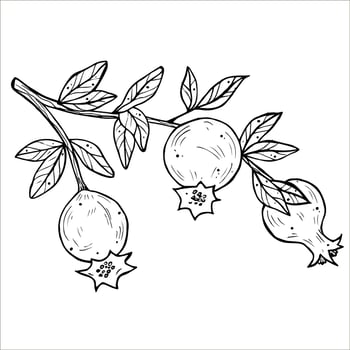 Graphics botanical black and white illustrarions with pomegranate and leaves. Branch with pomegranates vector