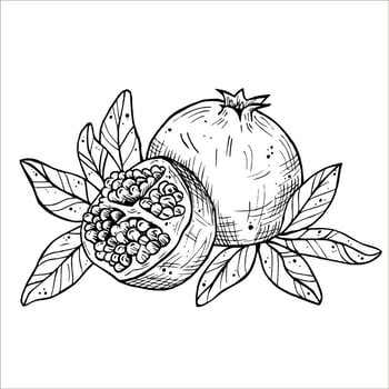 Graphics botanical black and white illustrarions with pomegranate and leaves. Pomegranate fruits in a section vector