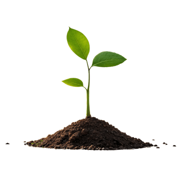 A sprout breaks through from the ground on a transparent background png