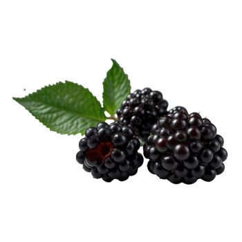Juicy Wild Blackberries with Clear Background Layout png