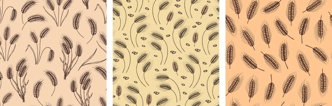 Hand drawn wheat seamless pattern. Wheat ear and grain motifs for nature inspired floral textiles and packaging designs set vector