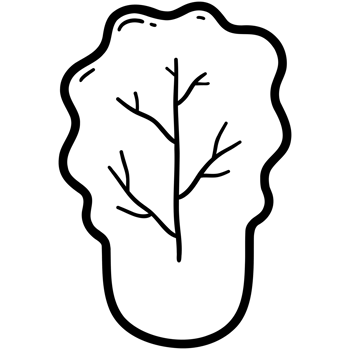 Napa cabbage doodle png