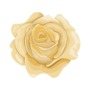 Detailed watercolor flower illustration, Elegant watercolor spring flower vector
