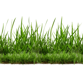 Green Grass on Transparent Background png