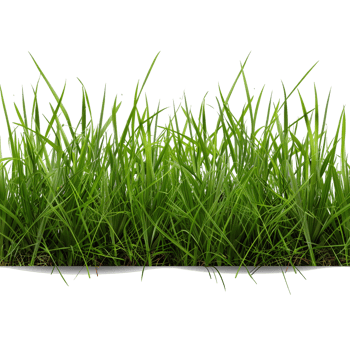Green Grass on Transparent Background png