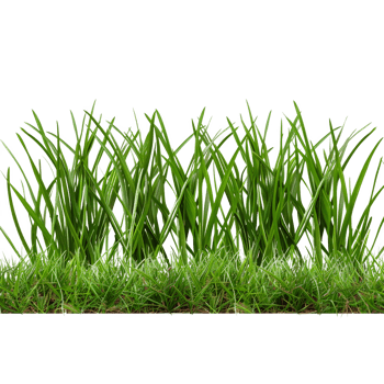 Green Grass on Transparent Background png