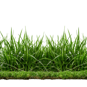 Green Grass on Transparent Background png