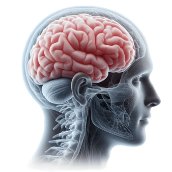 Human brain isolated from background png