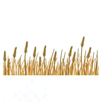 Grass with flower vector