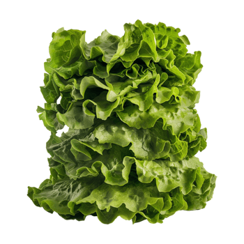 Leaf lettuce Plant on Transparent Background png